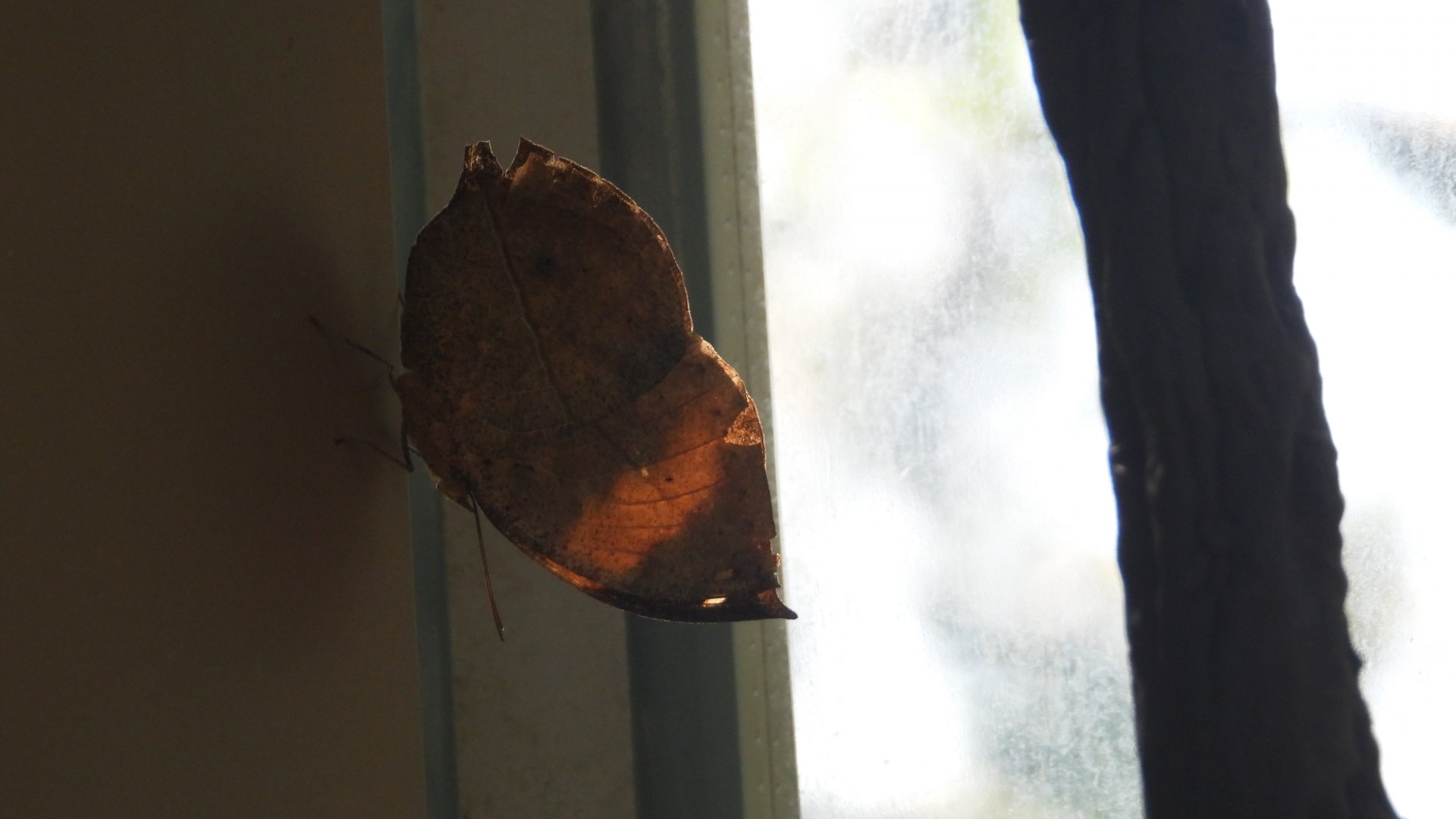 Butterfly 1 (Omaha Zoo)