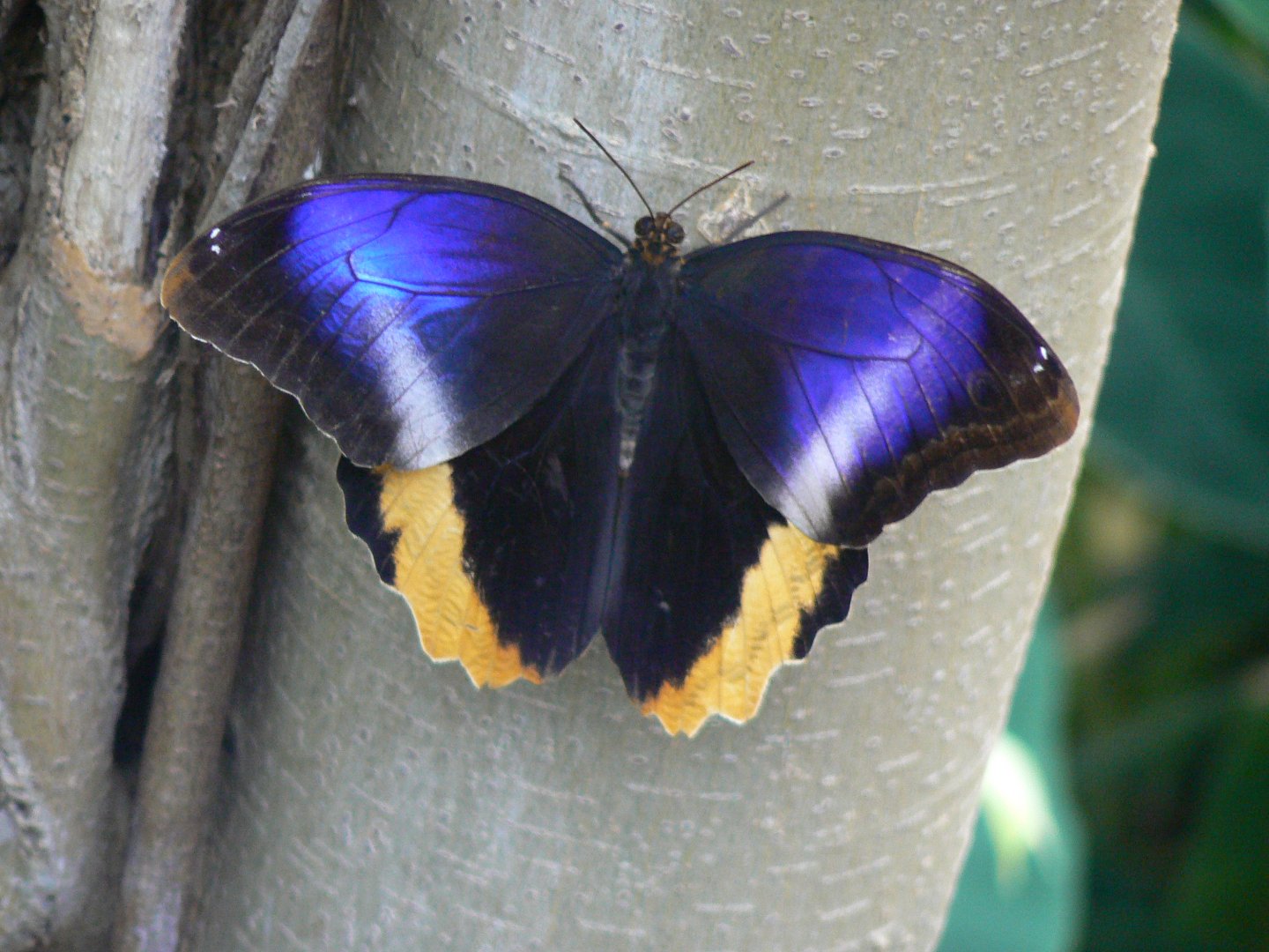 Butterfly - 10 April 2017