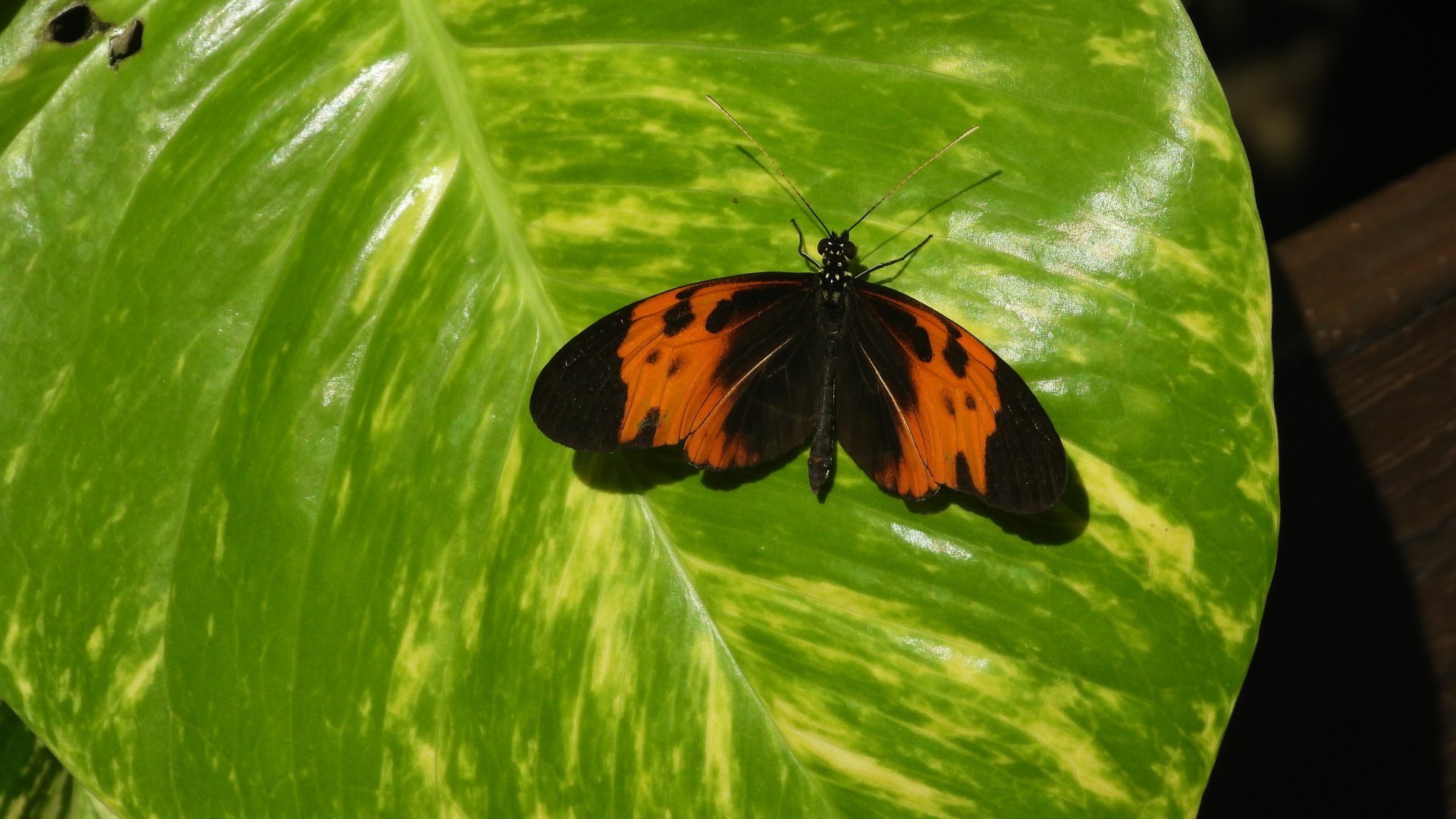 Butterfly 2 (Omaha Zoo)
