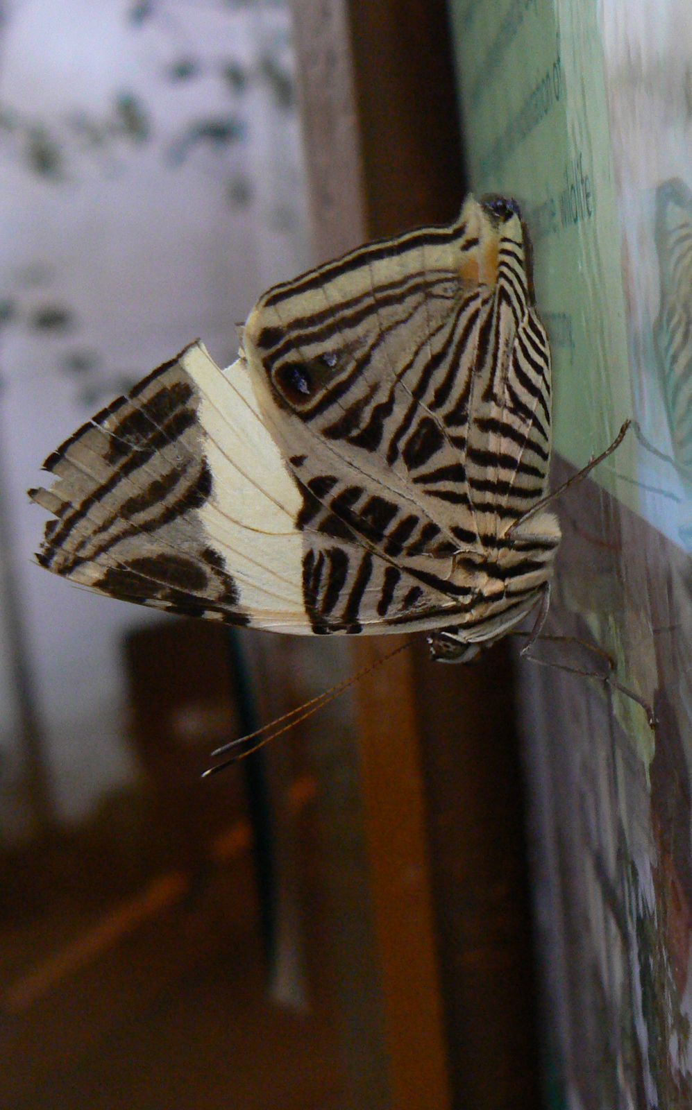 Butterfly - 6 February 2016