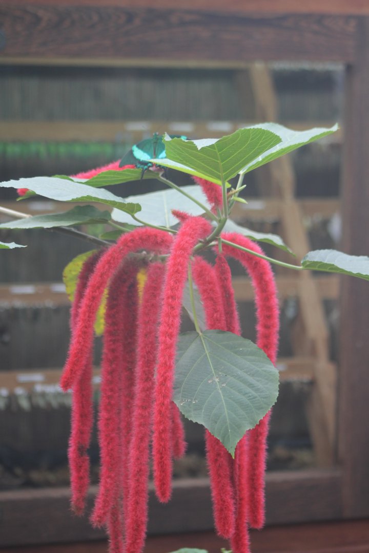 Butterfly and flower