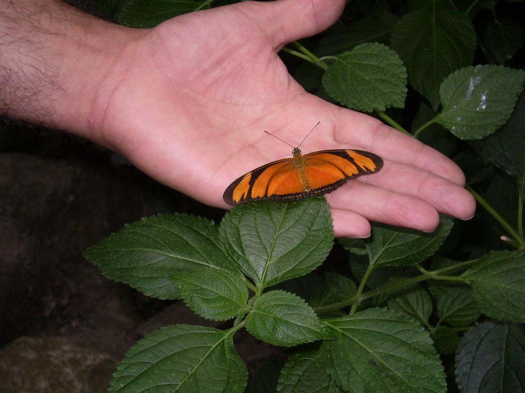 butterfly and hand