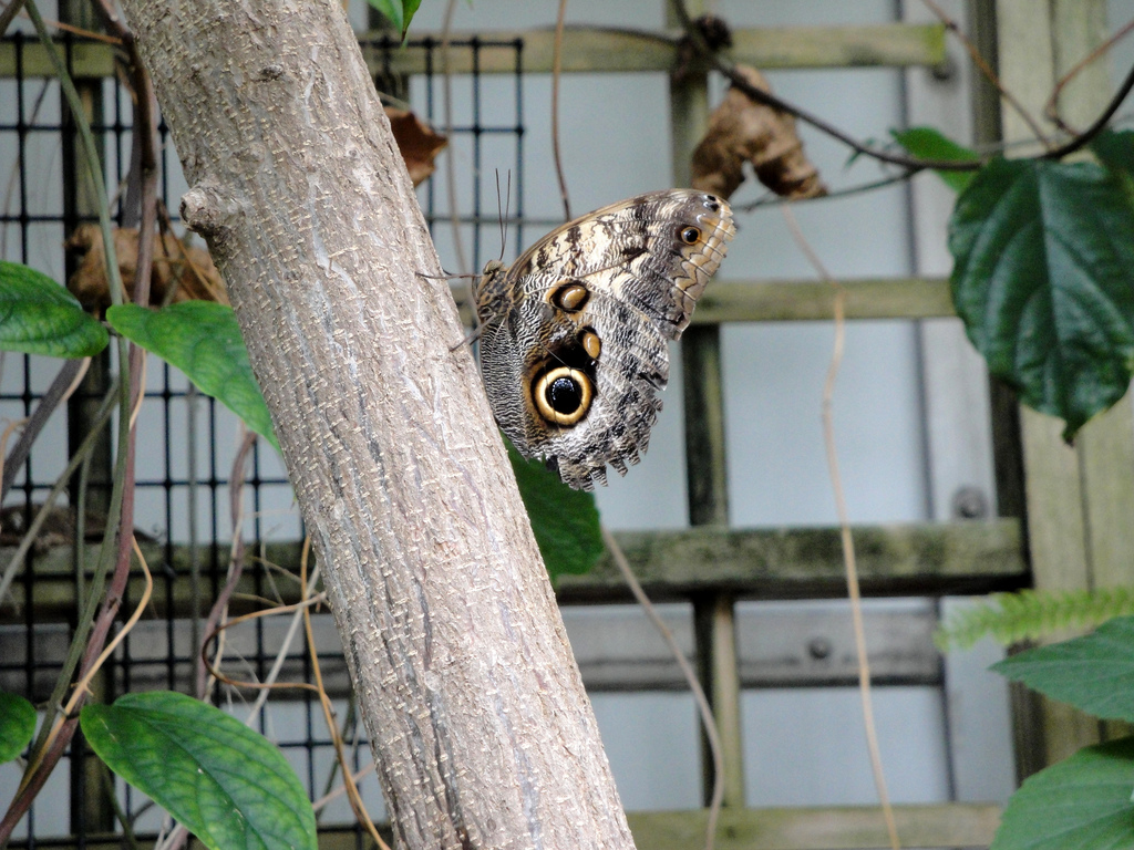 Butterfly and Hummingbird Garden