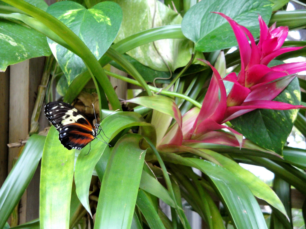 Butterfly and Hummingbird Garden