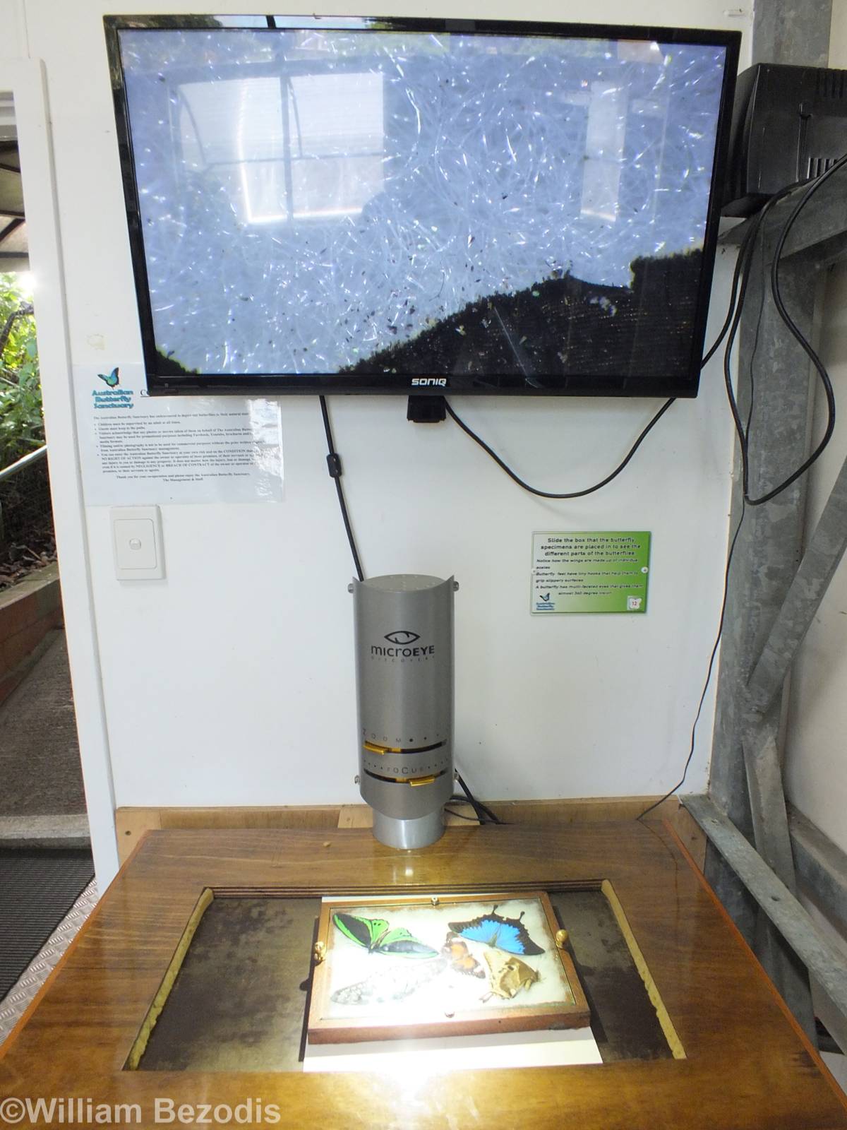 Butterfly and Microscope Display