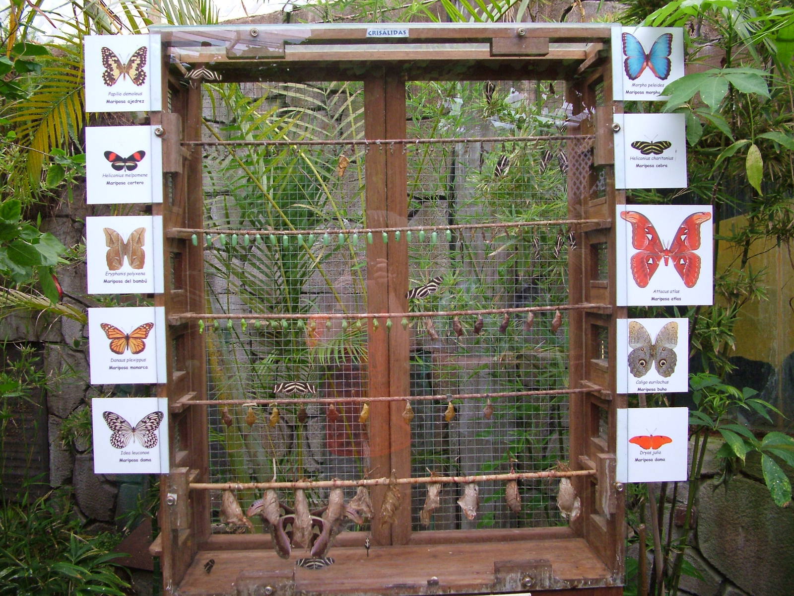 Butterfly and Moth Emerging Cage at Faunia, 27/05/11