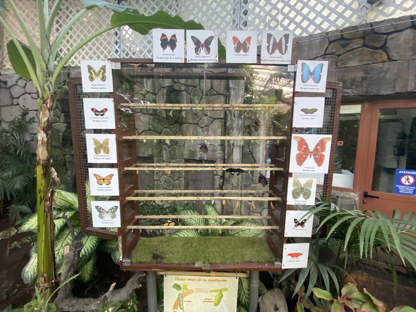 Butterfly and moth pupae cabinet