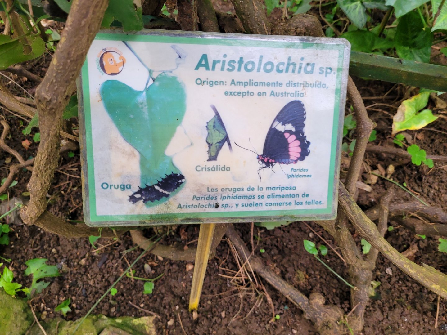 Butterfly and plant sign -Zoo de Santillana del Mar (2023)