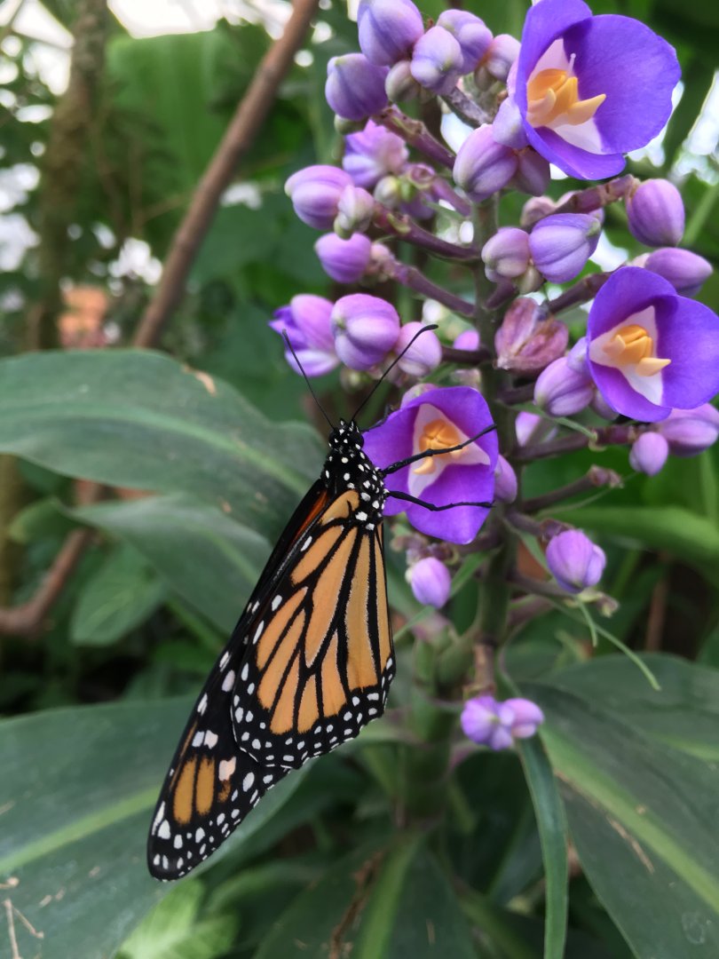 Butterfly at Buin Zoo