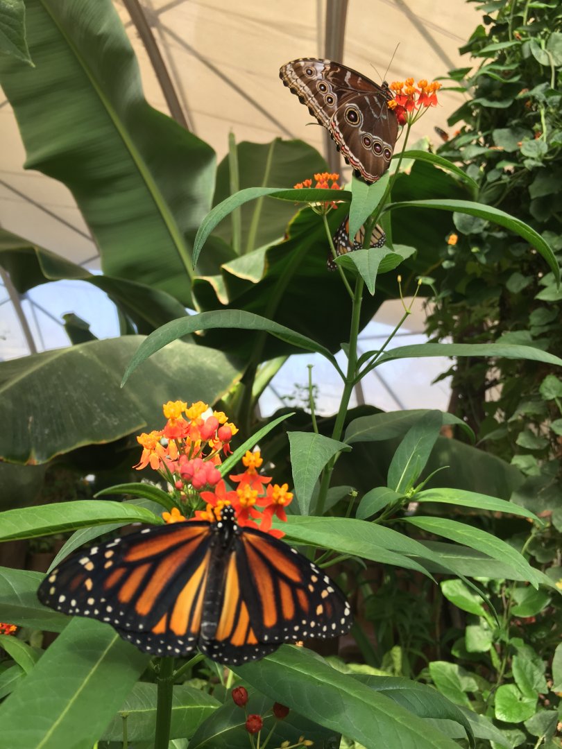 Butterfly at Buin Zoo