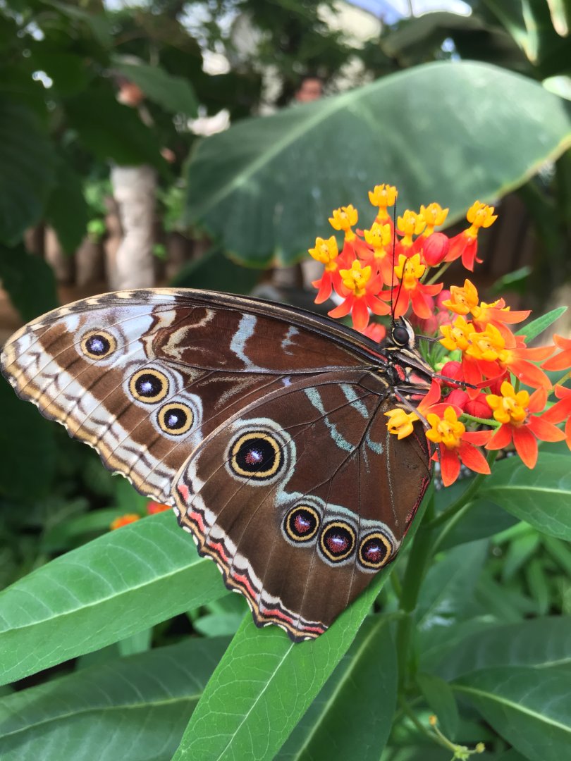 Butterfly at Buin Zoo