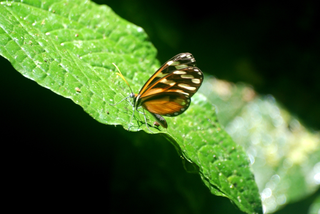 Butterfly at Curi Cancha, 20/04/14