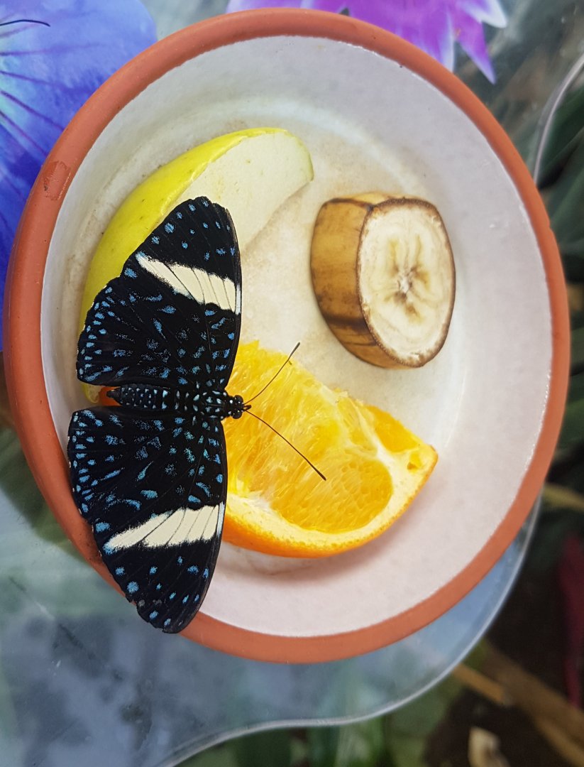 Butterfly at feeding-bowl