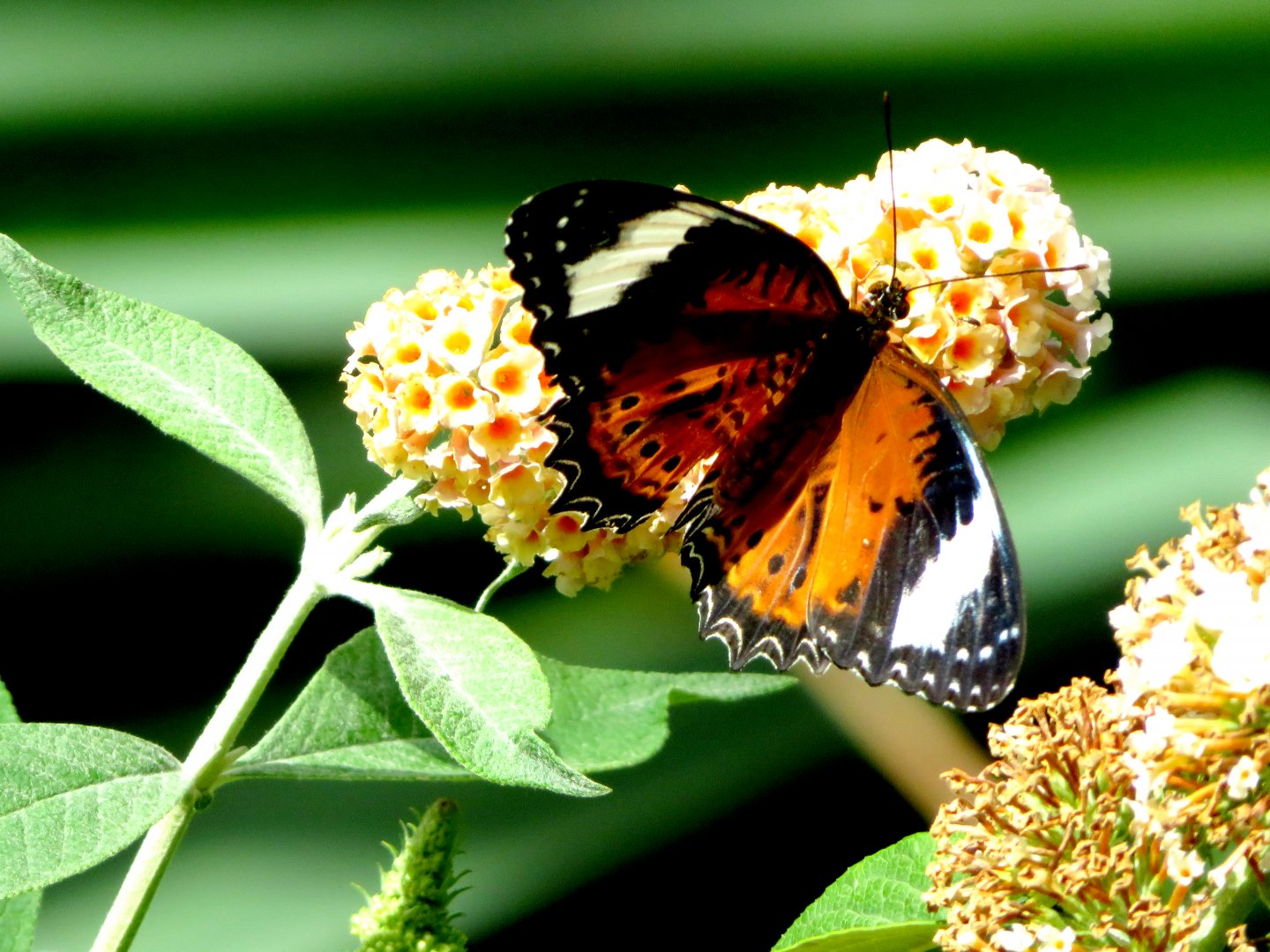 Butterfly at Melbourne Zoo