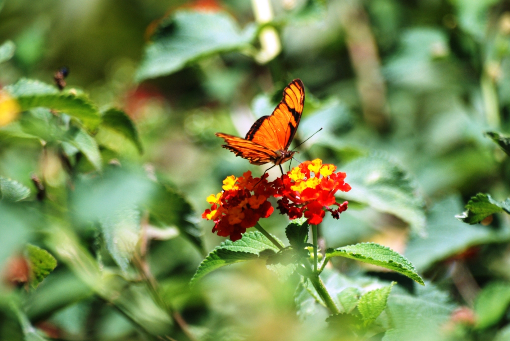 Butterfly at Monteverde Lodge, 20/04/14