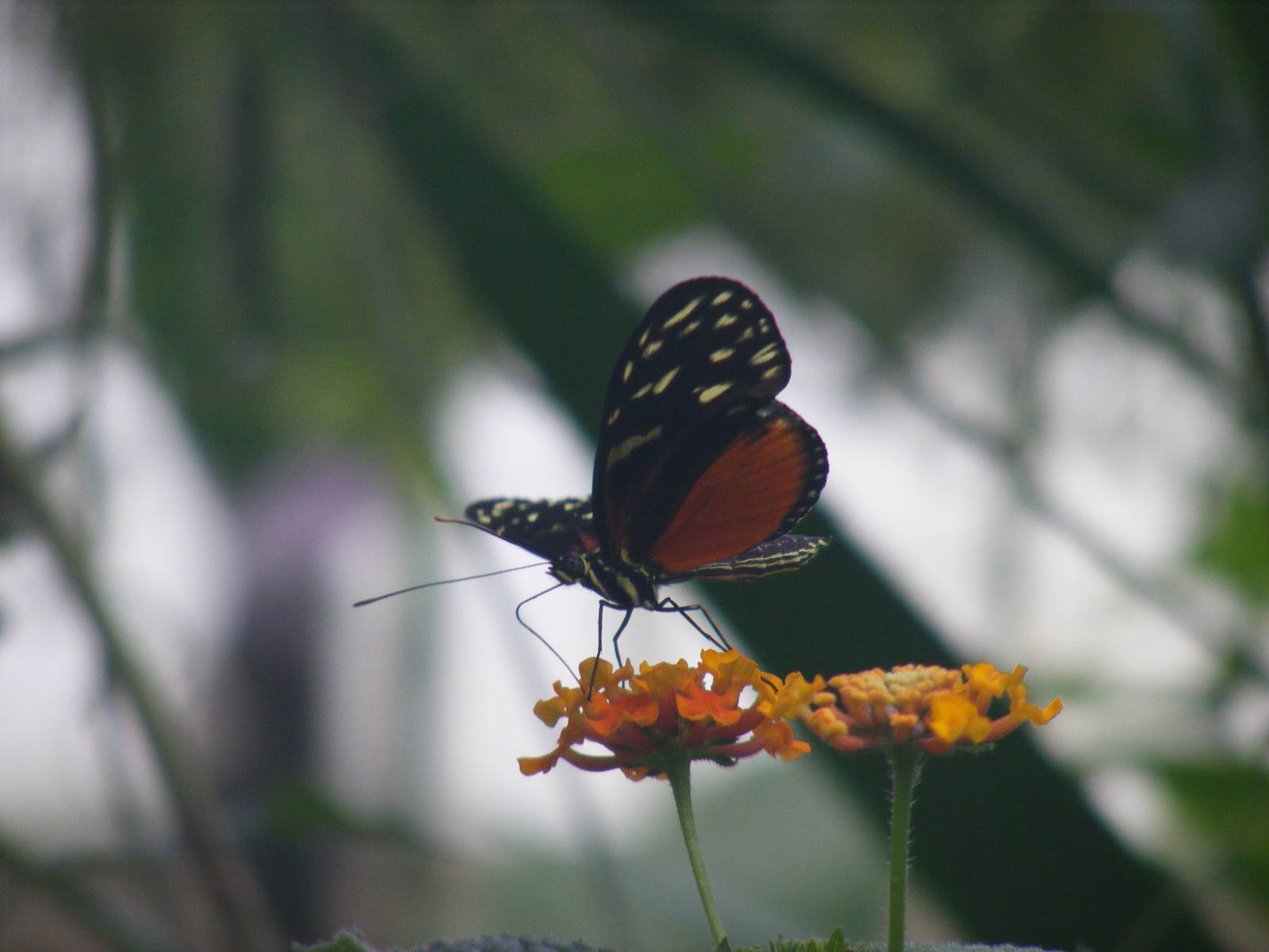 Butterfly at New Forest Wildlife Park, 21 August 2010