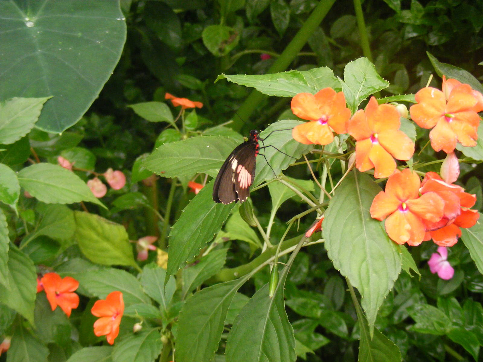 Butterfly at New Forest Wildlife Park, 21 August 2010