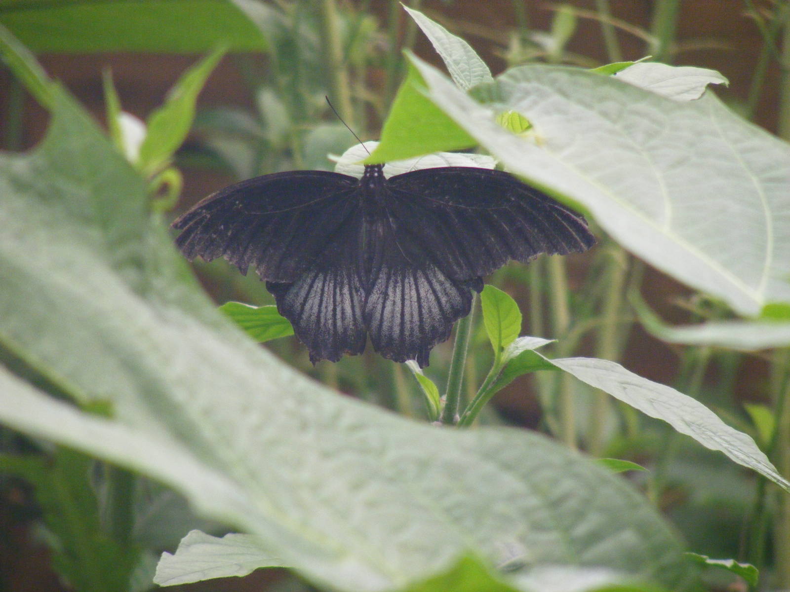 Butterfly at New Forest Wildlife Park, 21 August 2010