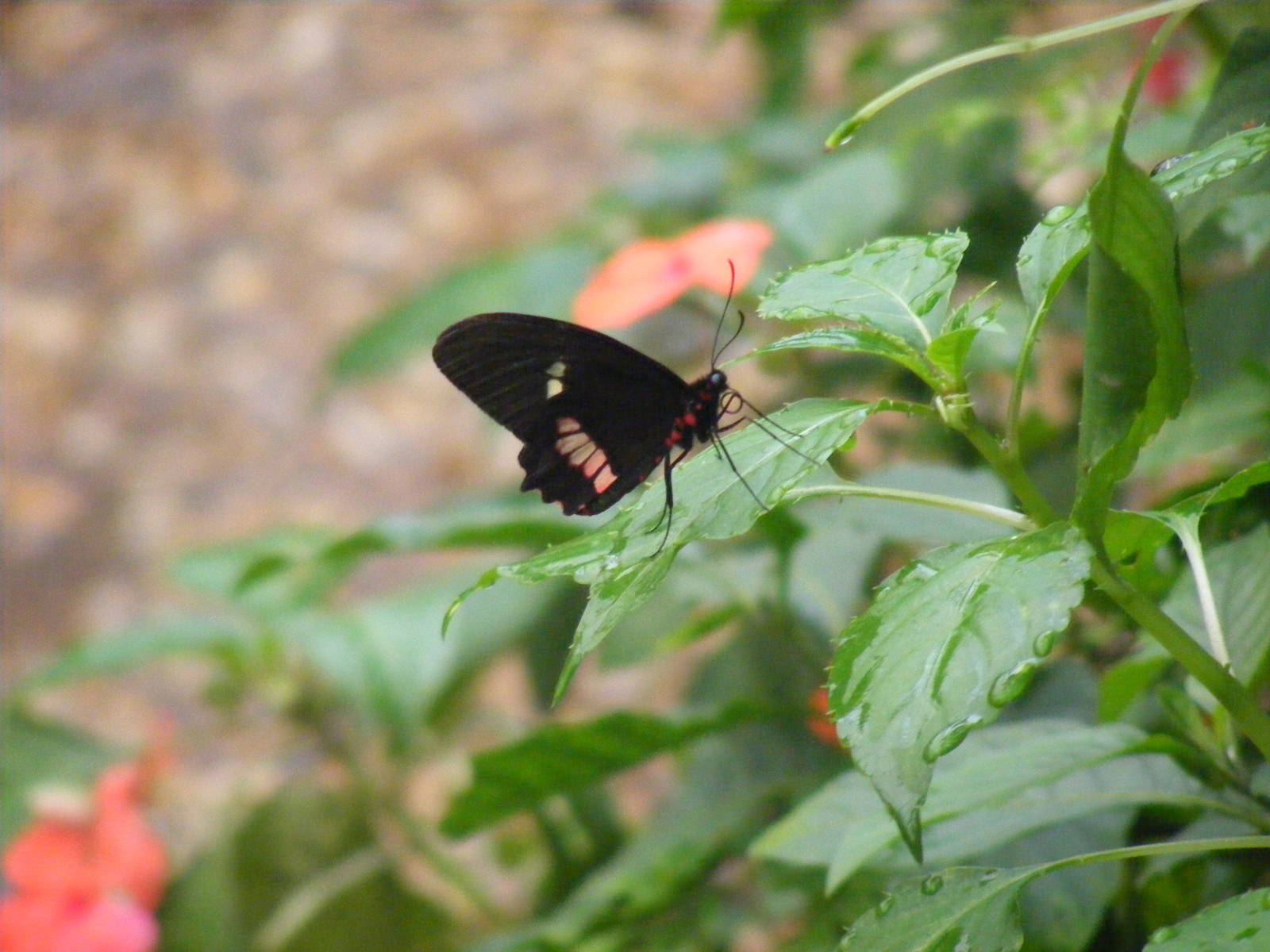 Butterfly at New Forest Wildlife Park, 21 August 2010