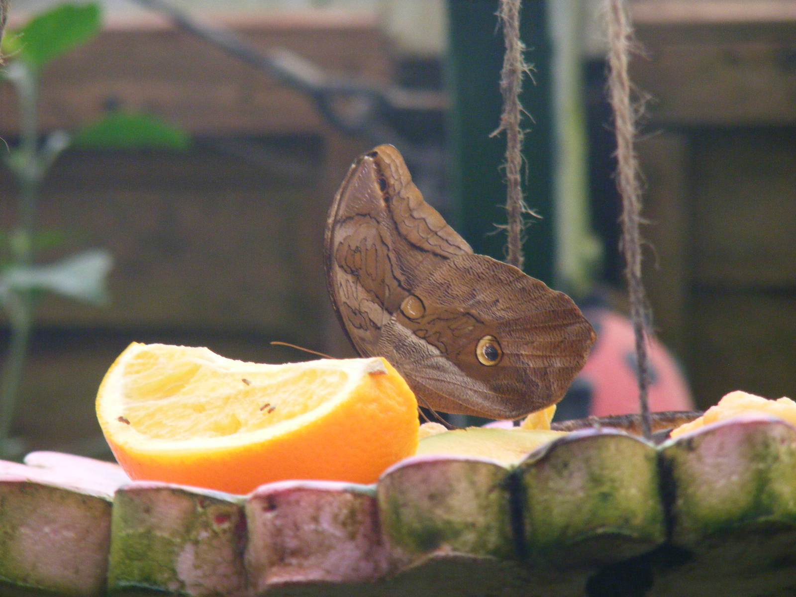 Butterfly at New Forest Wildlife Park, 21 August 2010