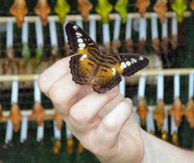 butterfly at Tropical Butterfly House