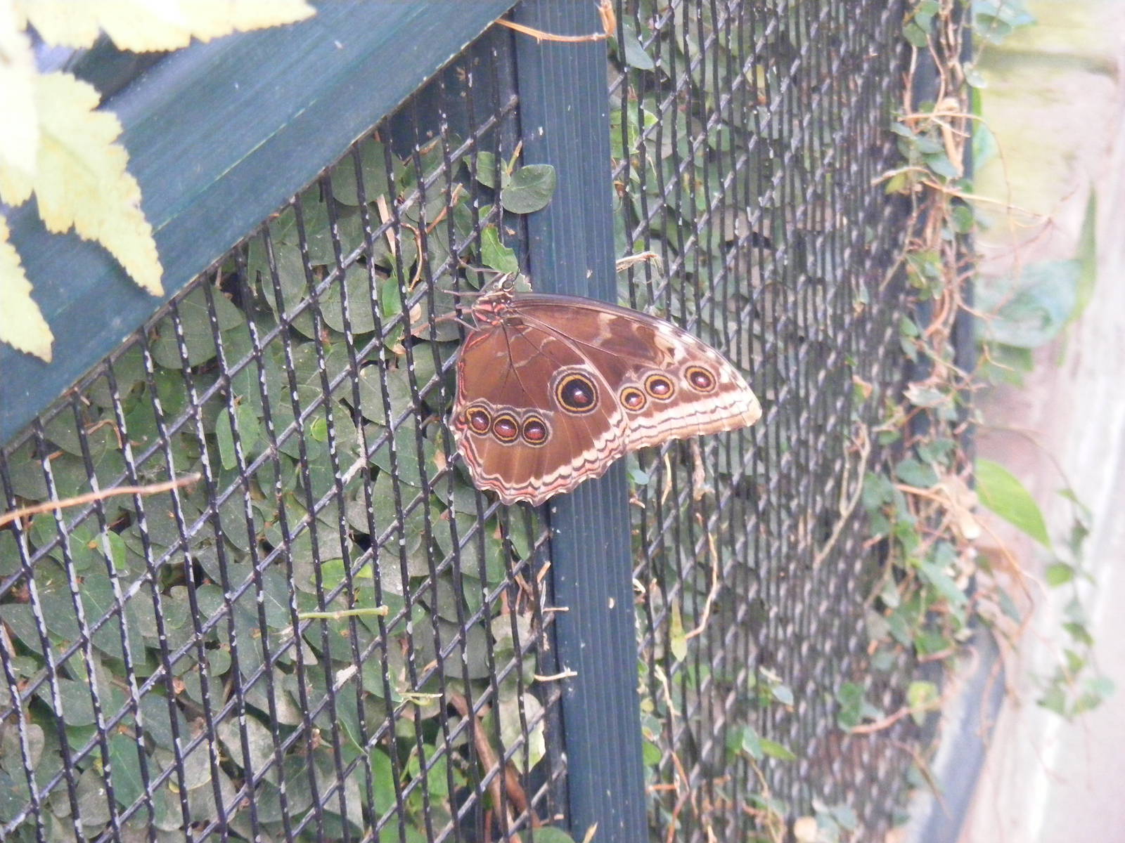Butterfly at Tropical Wings, 13 September 2011