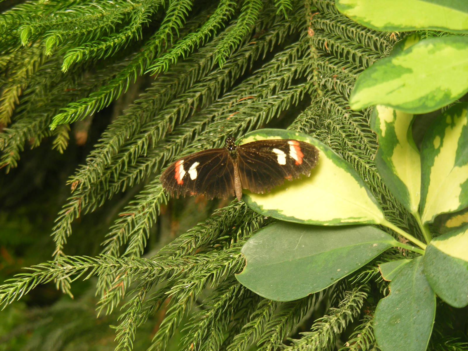 Butterfly at Tropical Wings, 13 September 2011