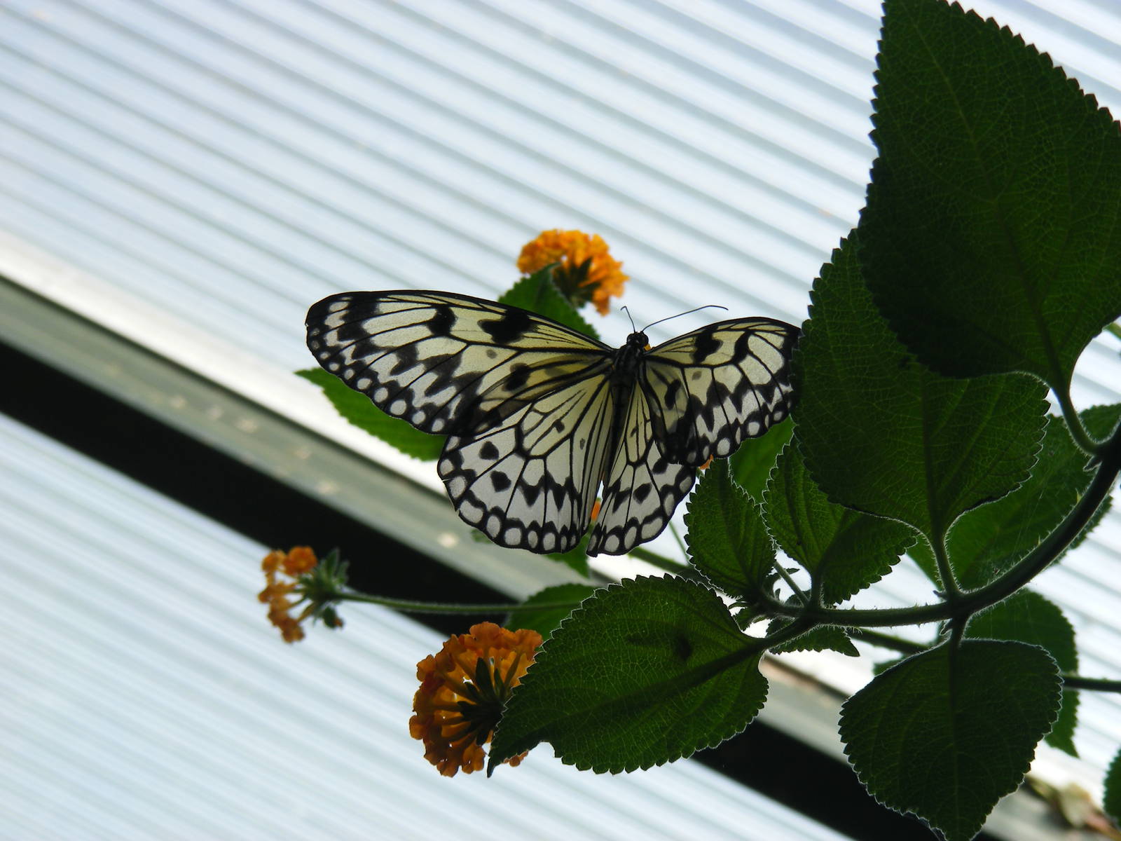 Butterfly at Tropical Wings, 13 September 2011