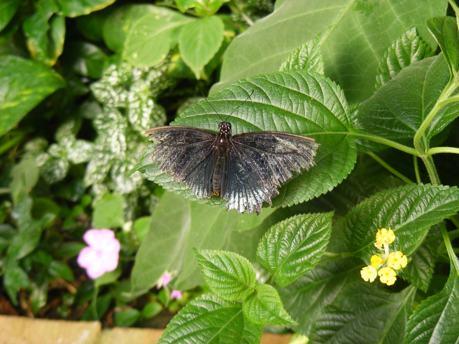 Butterfly at Tropical Wings, 13 September 2011