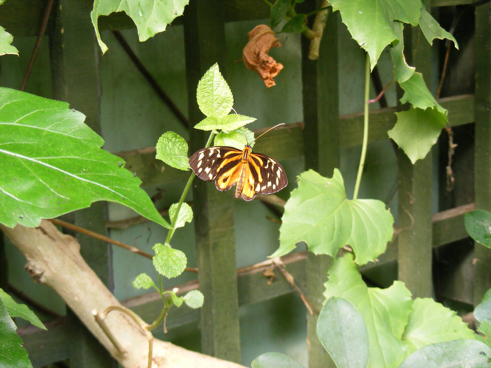 Butterfly at Tropical Wings, 13 September 2011