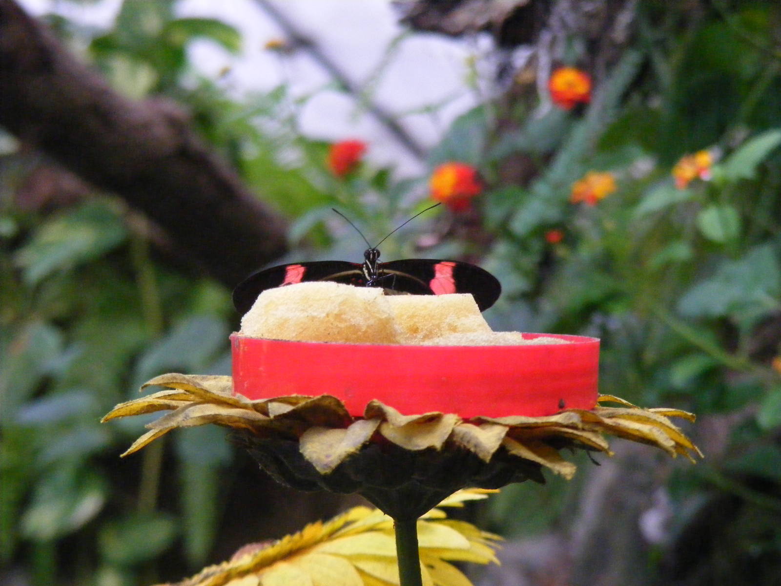 Butterfly at Whipsnade Zoo, 11 November 2010