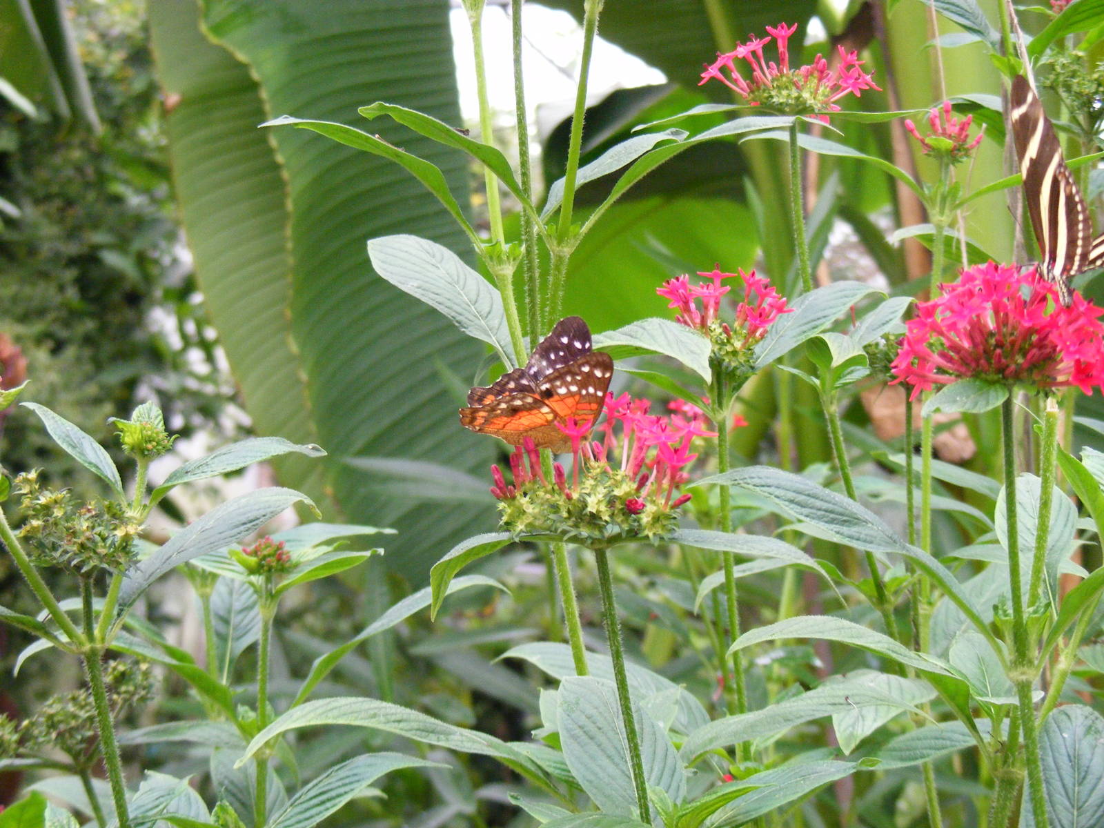 Butterfly at Wingham Wildlife Park, 15 August 2010