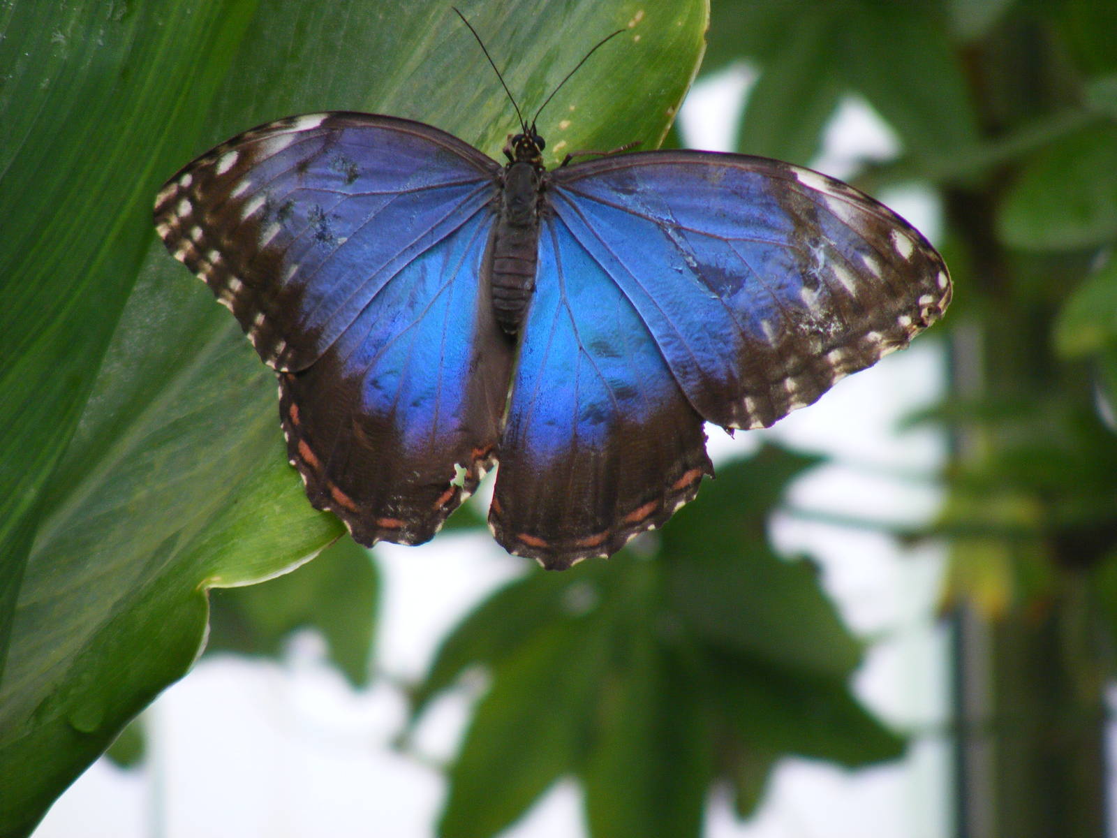 Butterfly at Wingham Wildlife Park, 15 August 2010