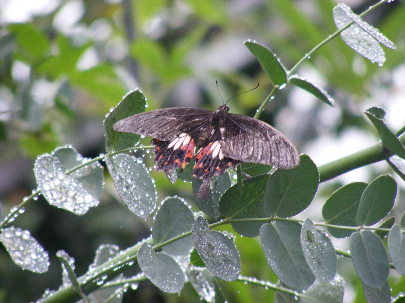 Butterfly at Wingham Wildlife Park, 15 August 2010