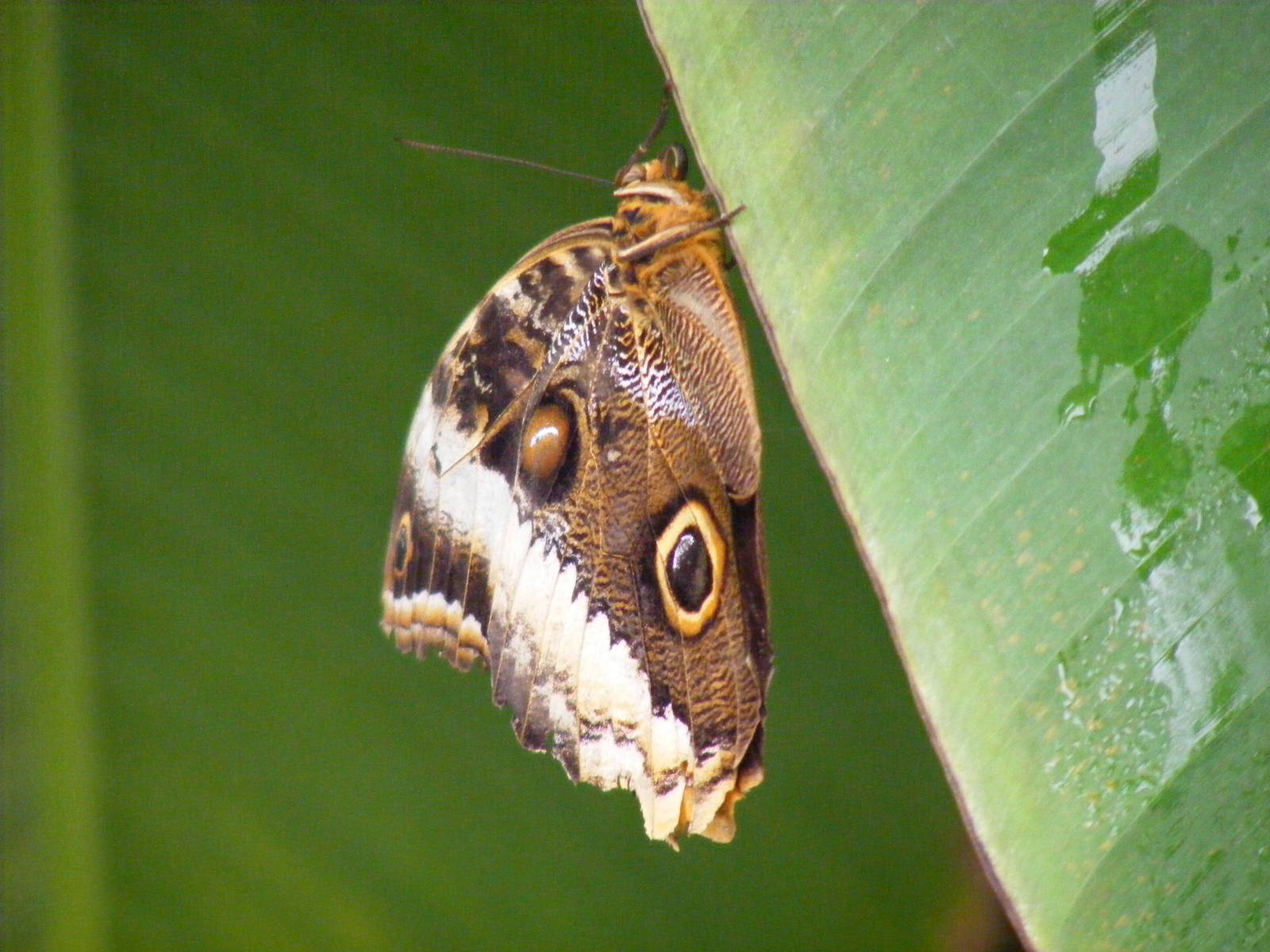 Butterfly at Wingham Wildlife Park, 15 August 2010