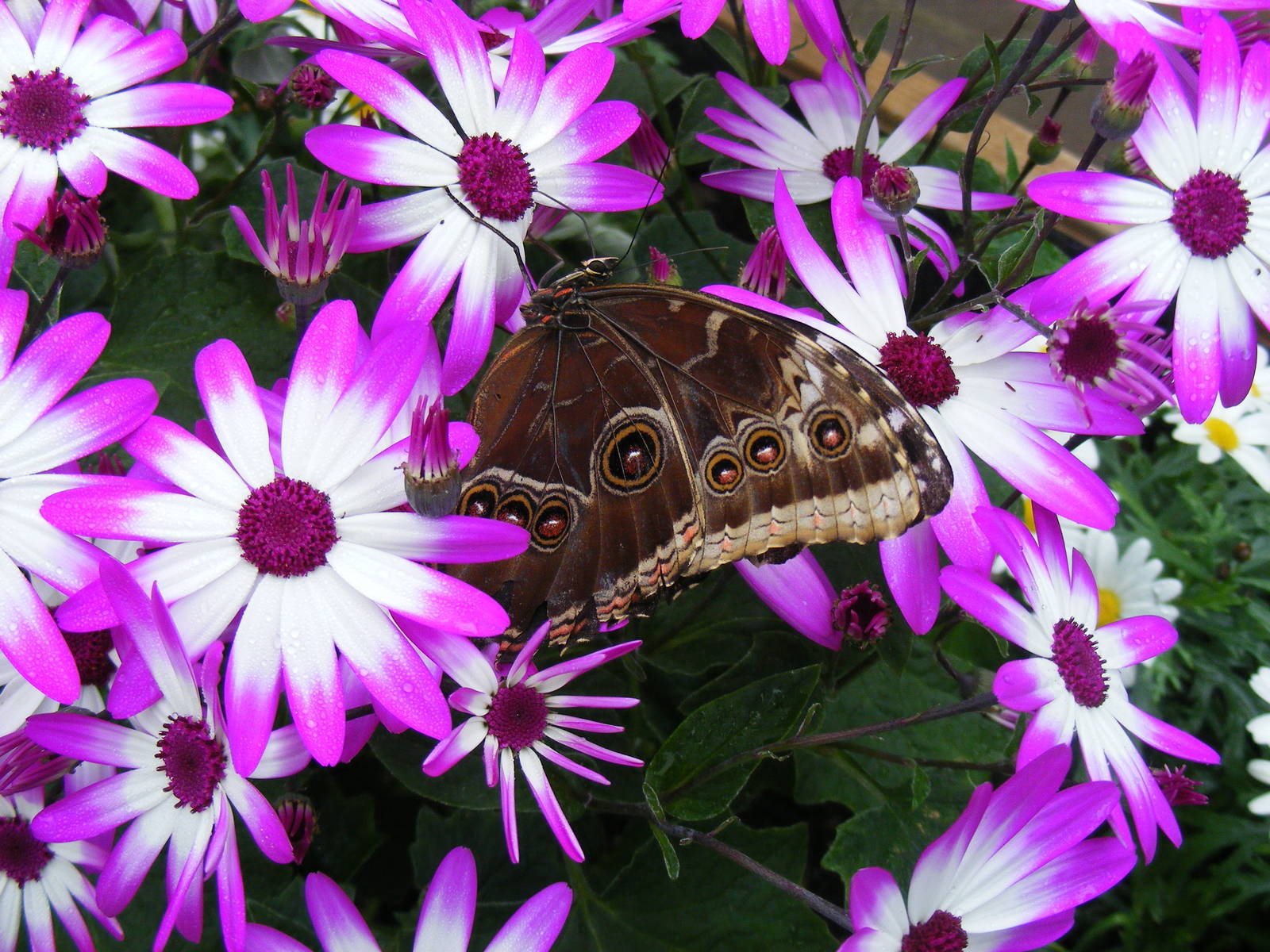 Butterfly at Wingham Wildlife Park, 2 April 2010