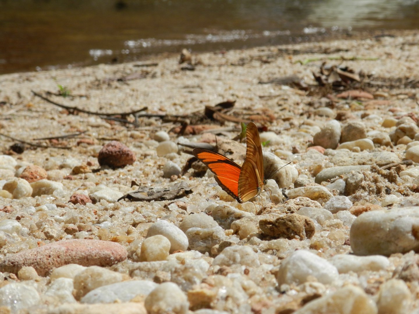 Butterfly by the waterfall - Mariana MG, Brazil