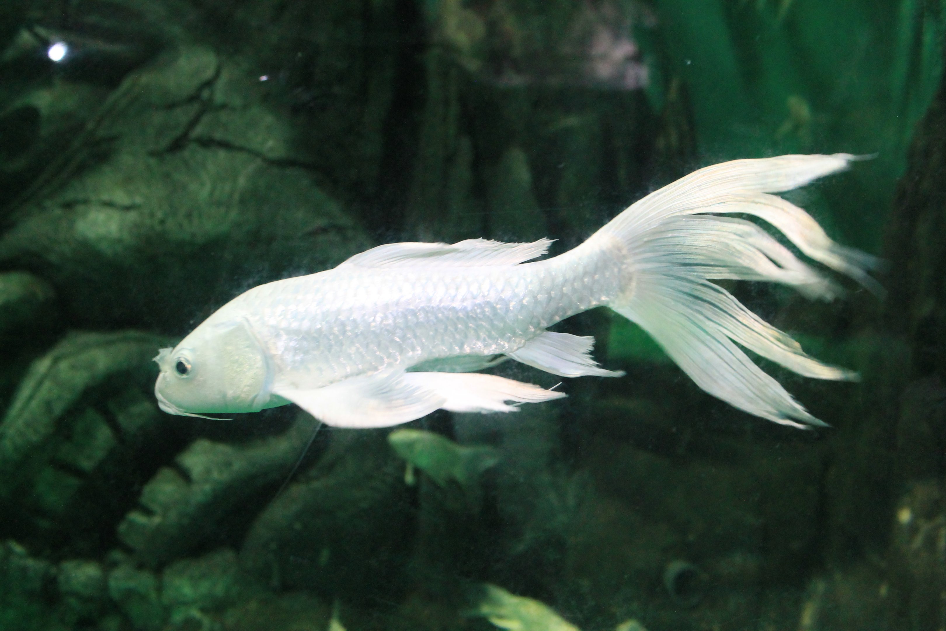 Butterfly Carp at Fantasy Aquarium, Xi'an