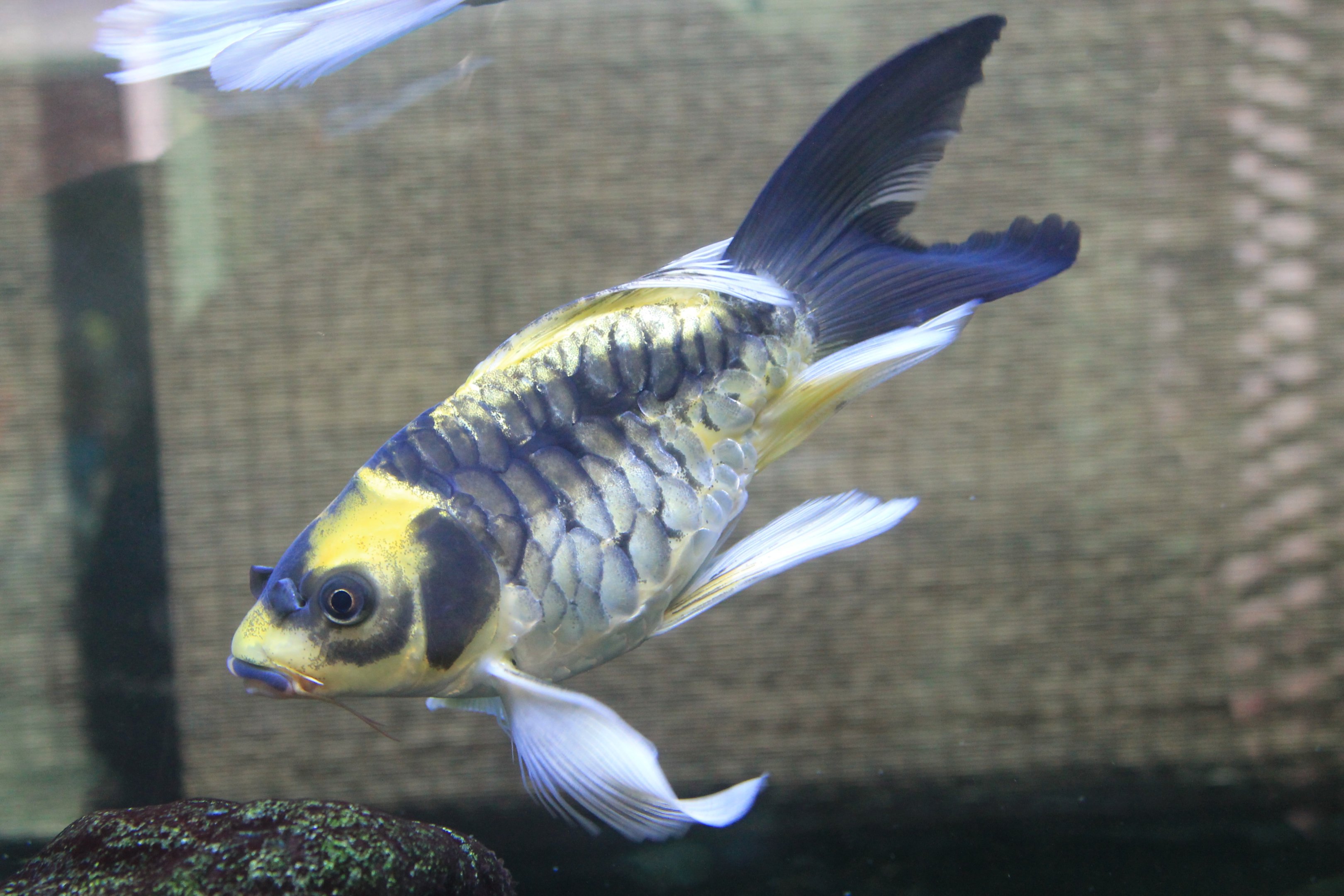 Butterfly Carp (goldfish)