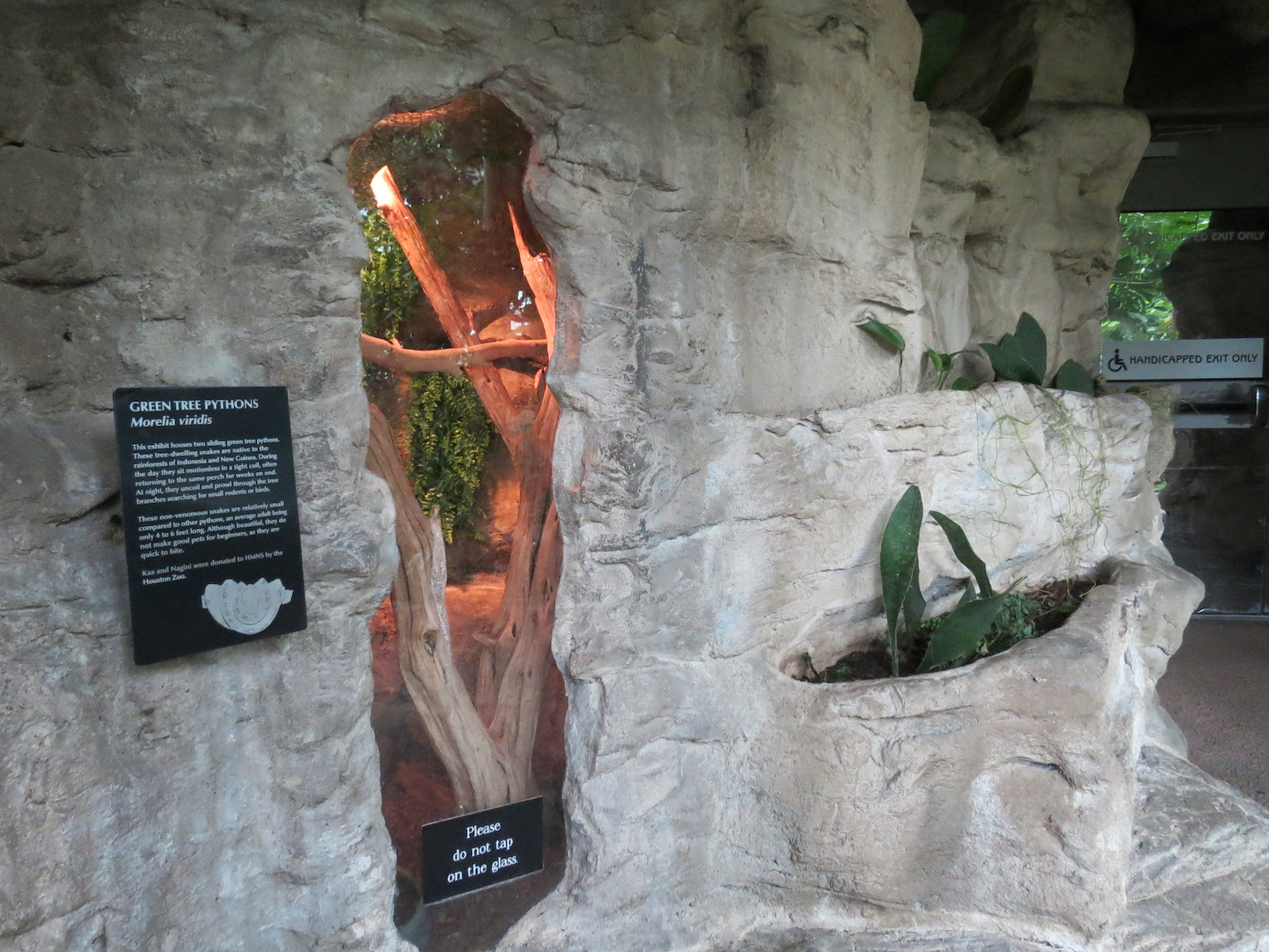 Butterfly Center - Green Tree Python Exhibit
