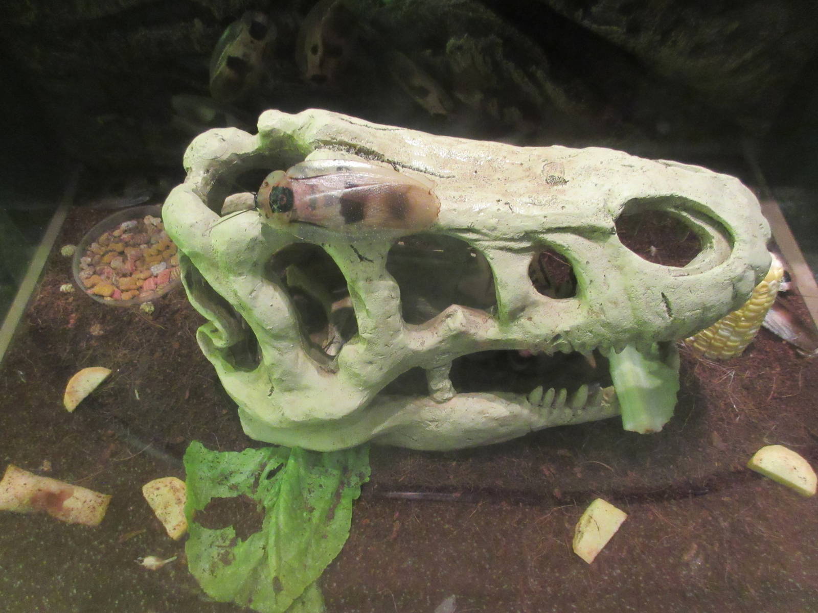 Butterfly Center - Hall of Entomology (Cave Cockroach)