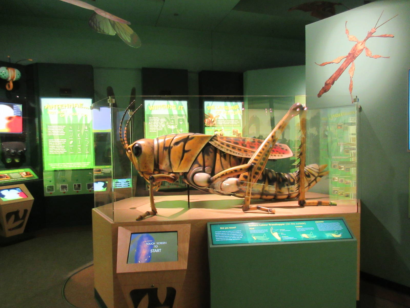 Butterfly Center - Hall of Entomology (Eastern Lubber Grasshopper)