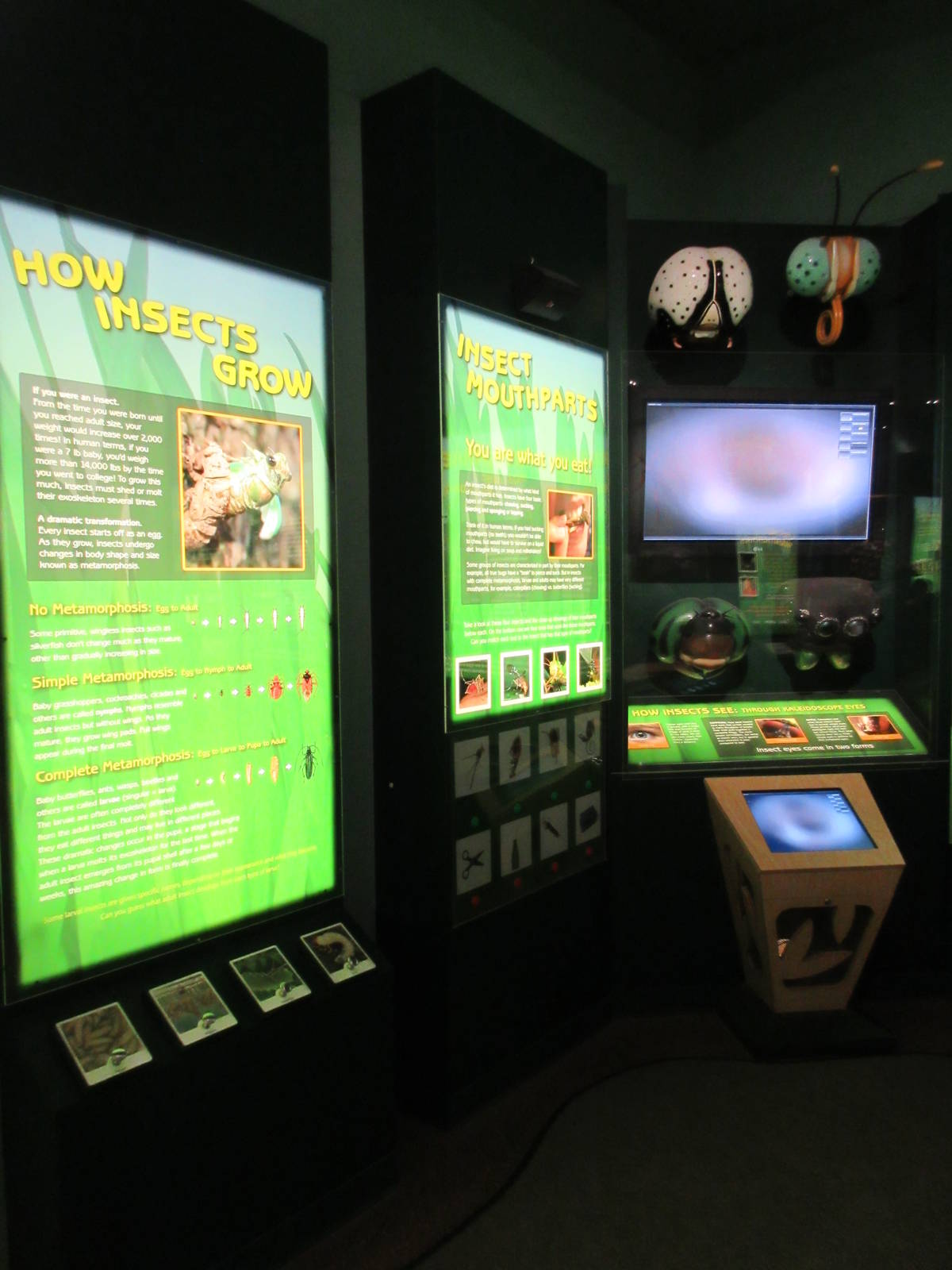 Butterfly Center - Hall of Entomology