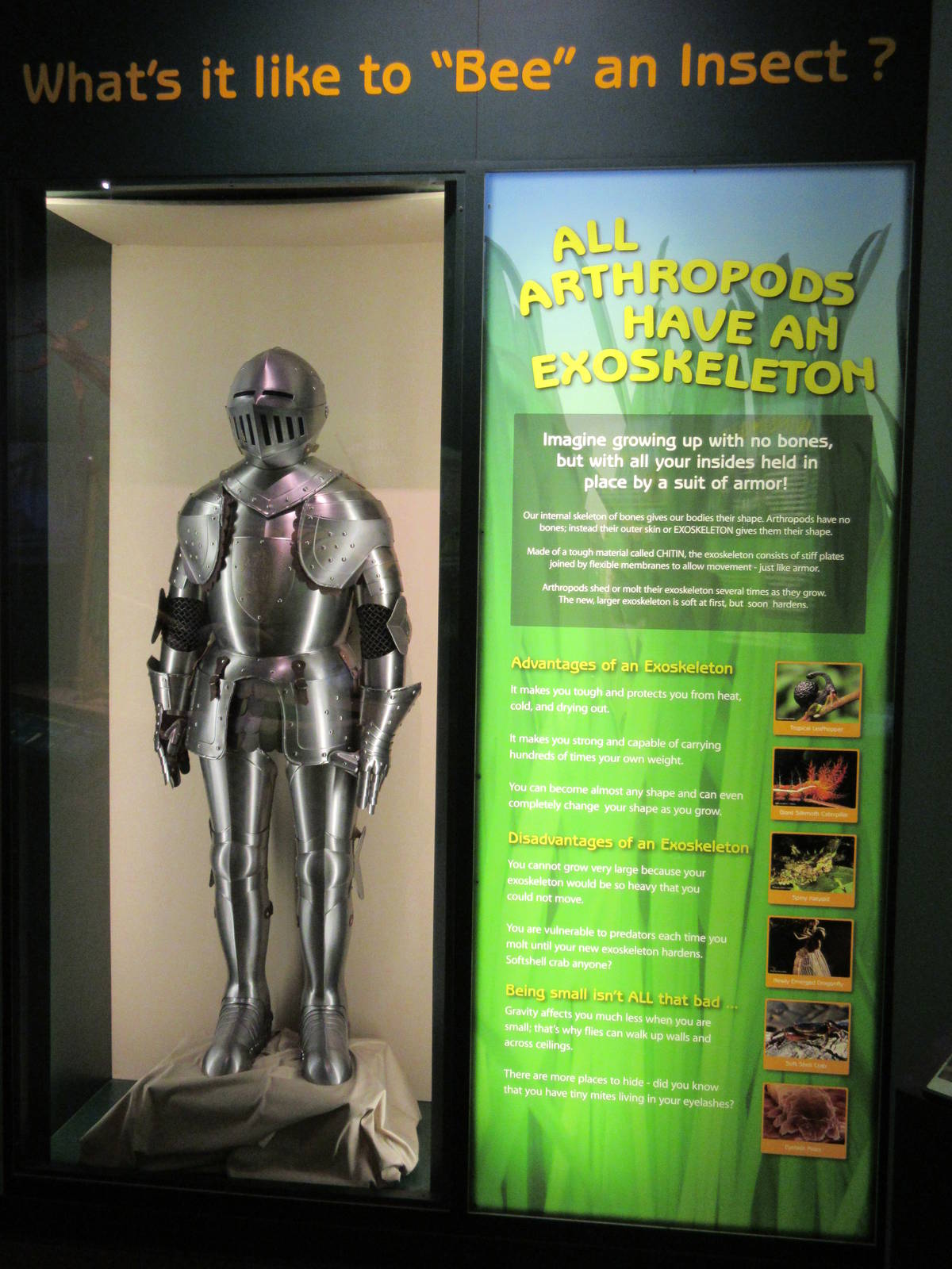 Butterfly Center - Hall of Entomology