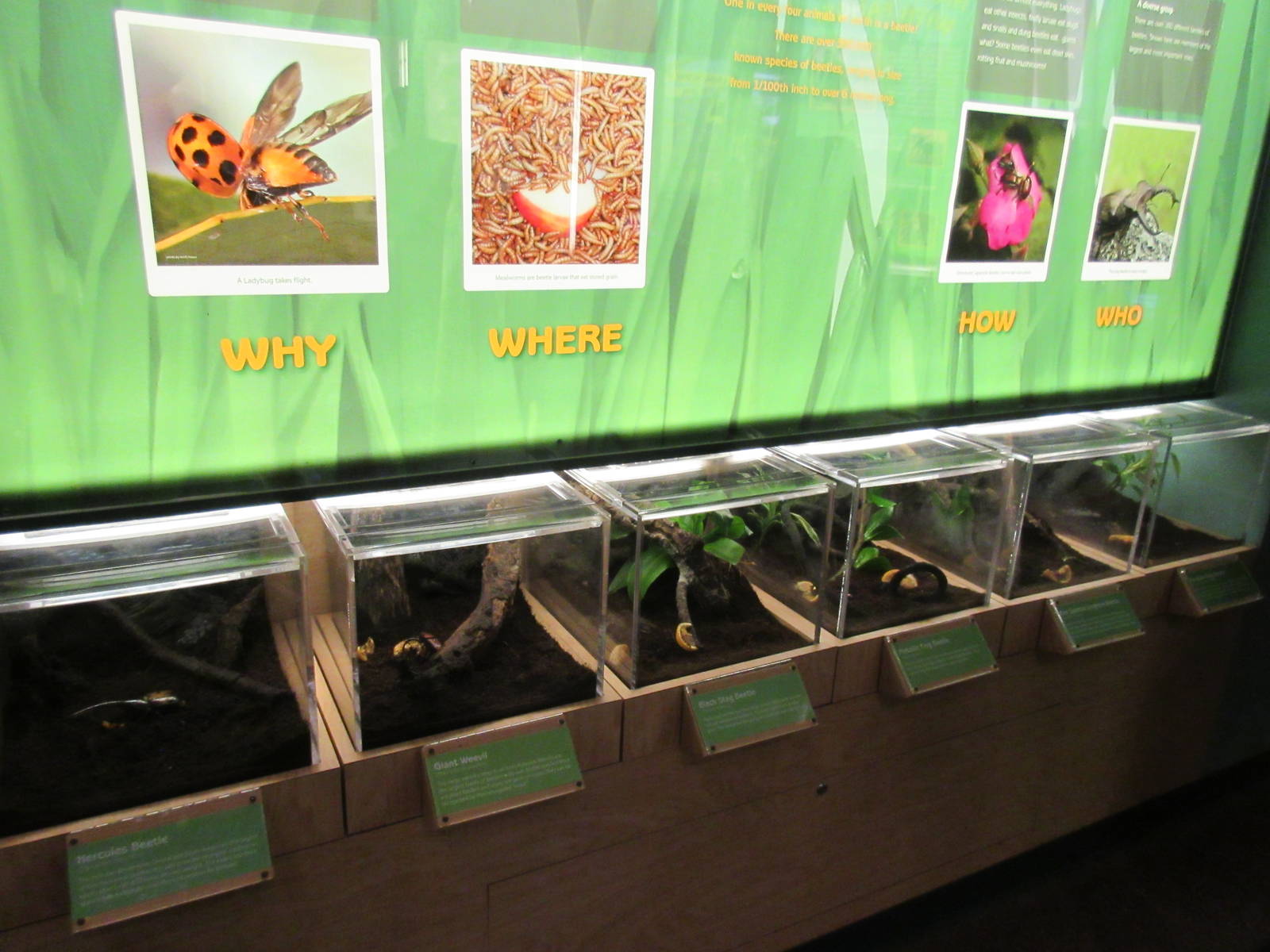Butterfly Center - Hall of Entomology