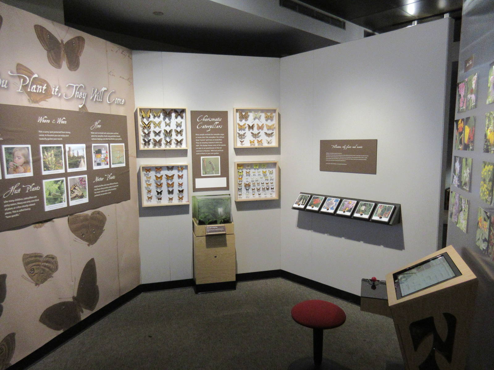 Butterfly Center - Hall of Entomology