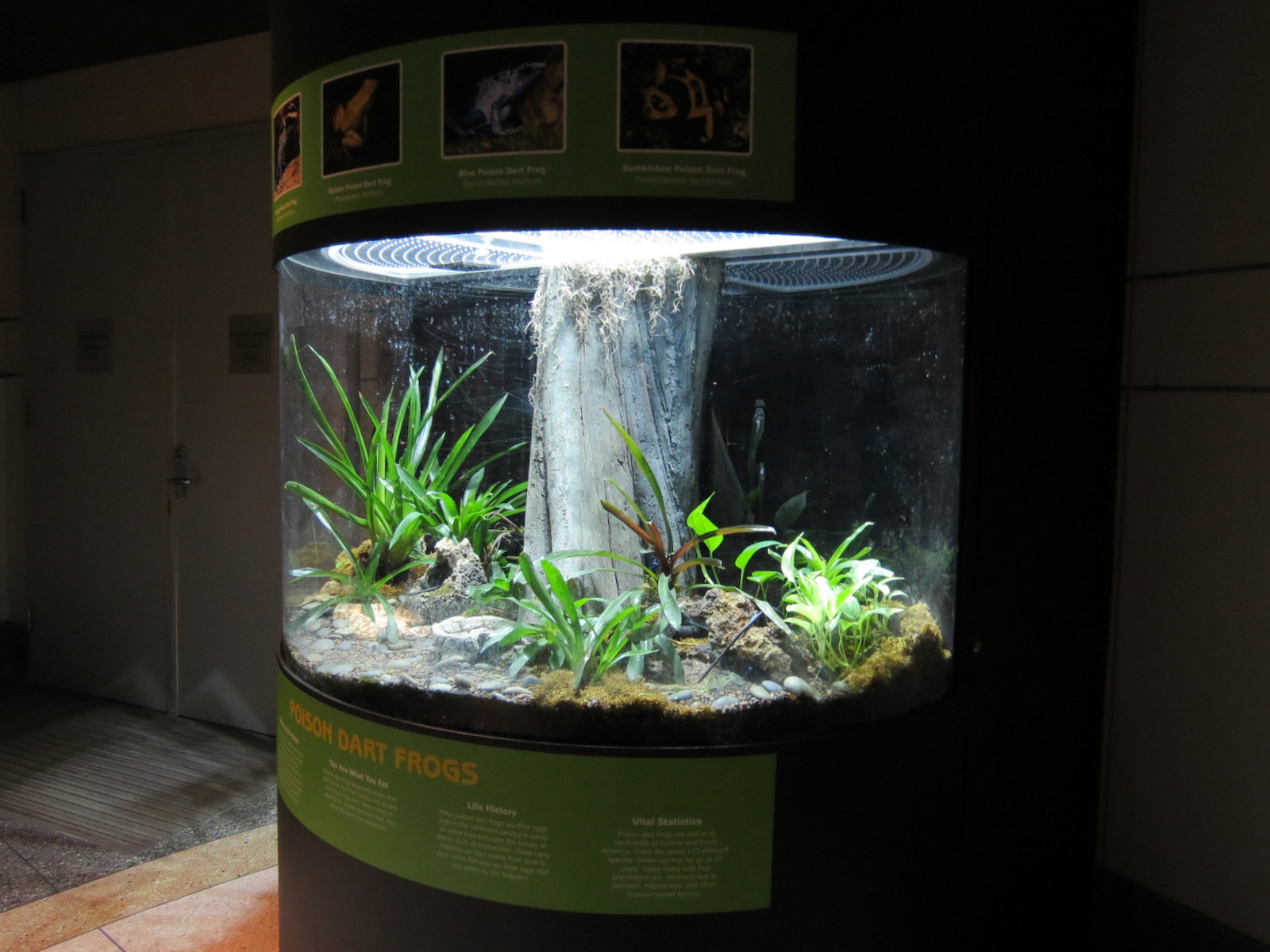 Butterfly Center - Poison Dart Frog Exhibit