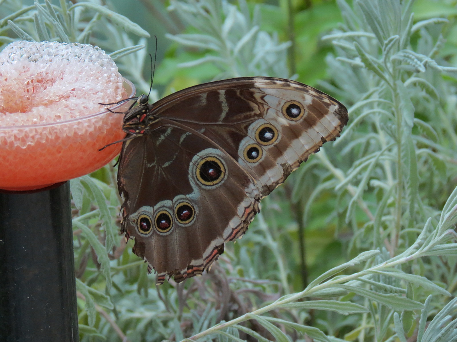Butterfly Center