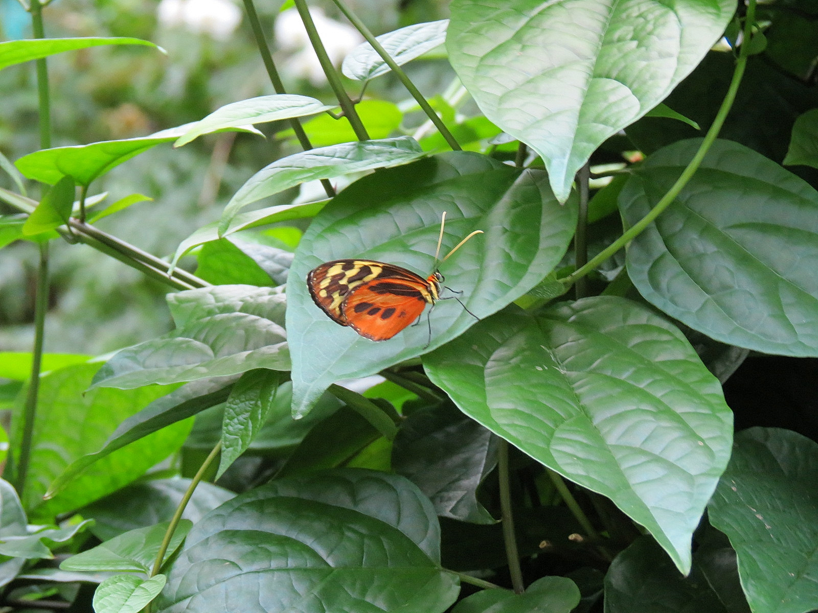 Butterfly Center