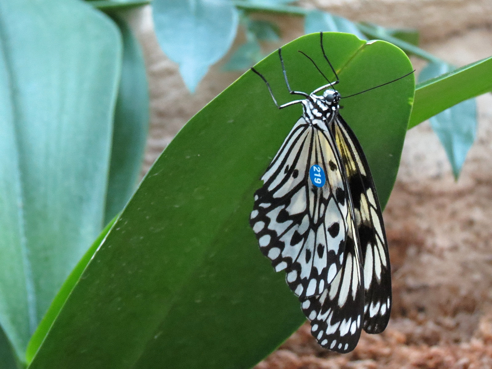 Butterfly Center